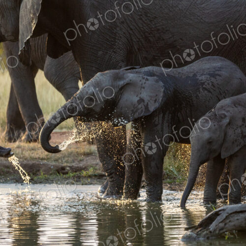 Elephant calf splashing water, Loxodonta africana. Elephant calf splashing water, Loxodonta africana.