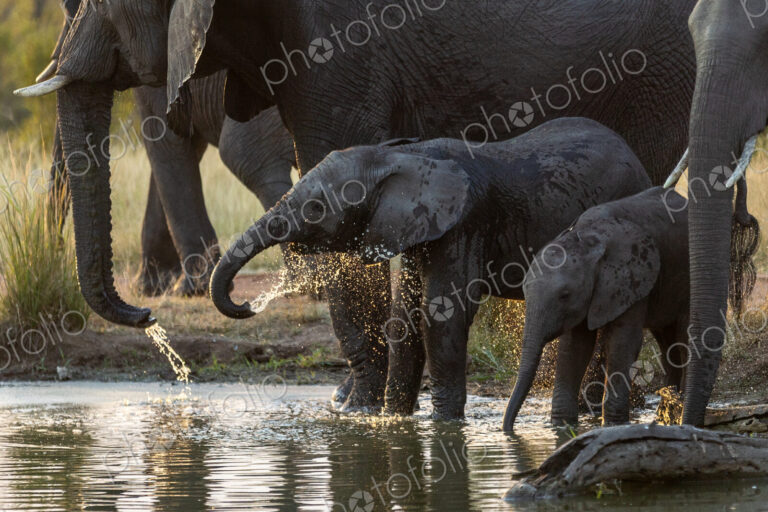 Elephant calf splashing water, Loxodonta africana.