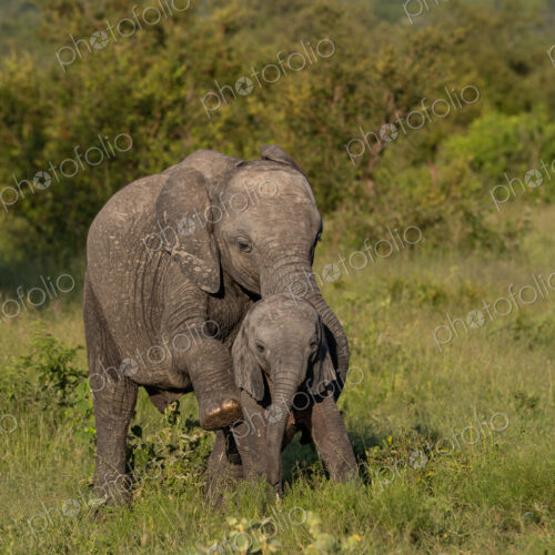 Elephant calves, Loxodonta africana, playfully interacting in the wild.