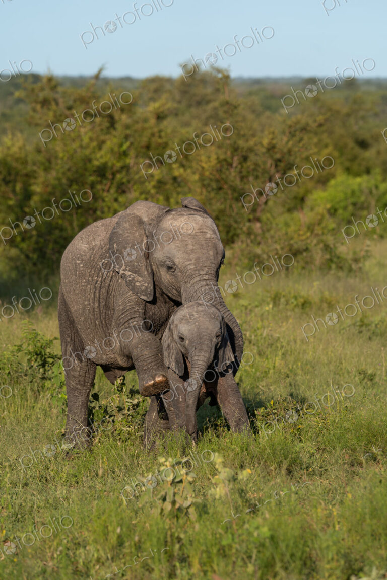 Elephant calves, Loxodonta africana, playfully interacting in the wild.
