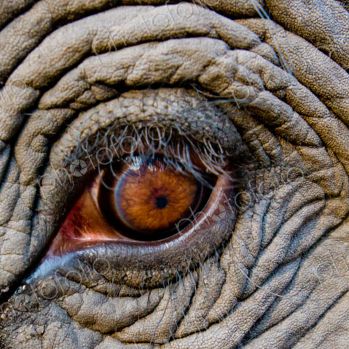 Elephant eye, Bandhavgarh National Park, India Elephant eye, Bandhavgarh National Park, India
