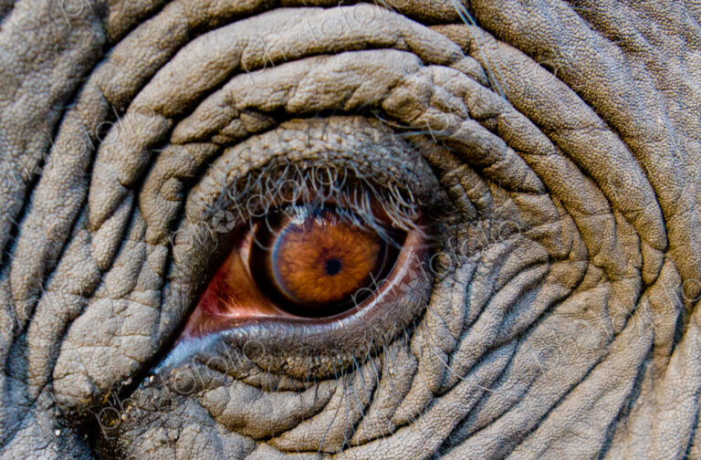 Elephant eye, Bandhavgarh National Park, India