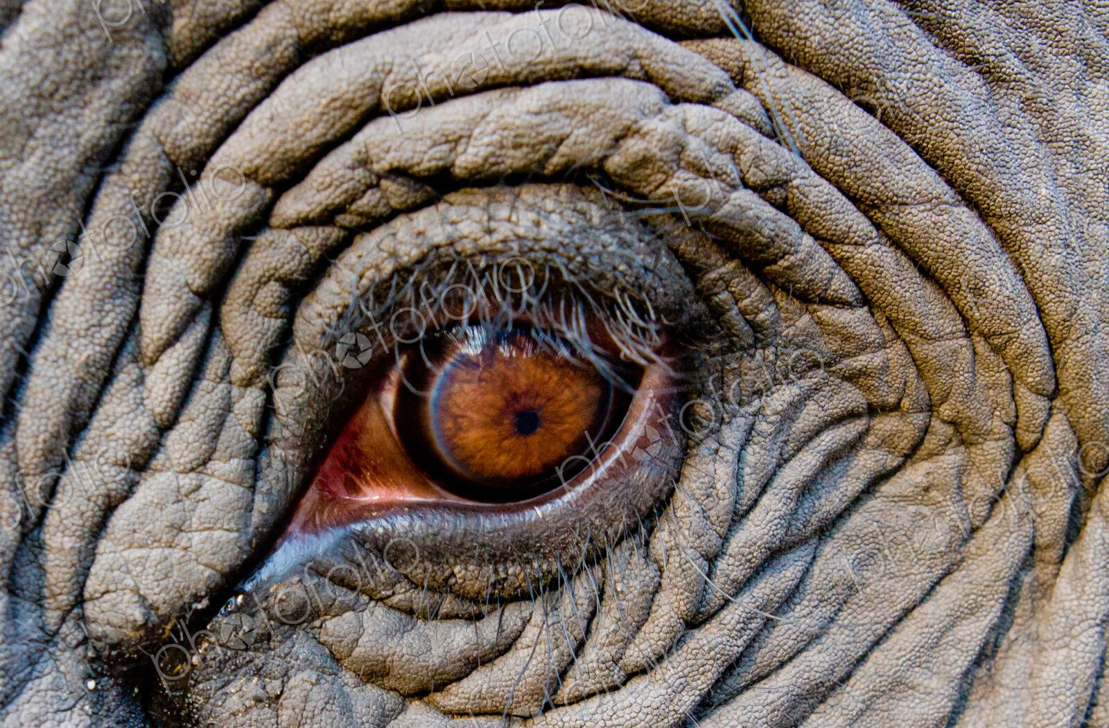 Elephant eye, Bandhavgarh National Park, India