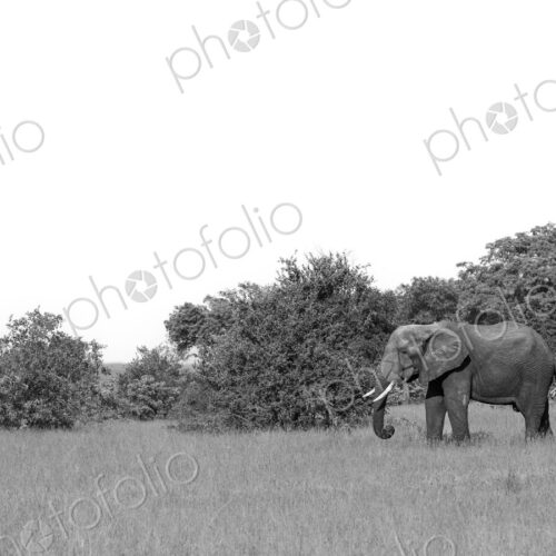 Elephant feeding in clearing, Loxodonta africana, black and white.