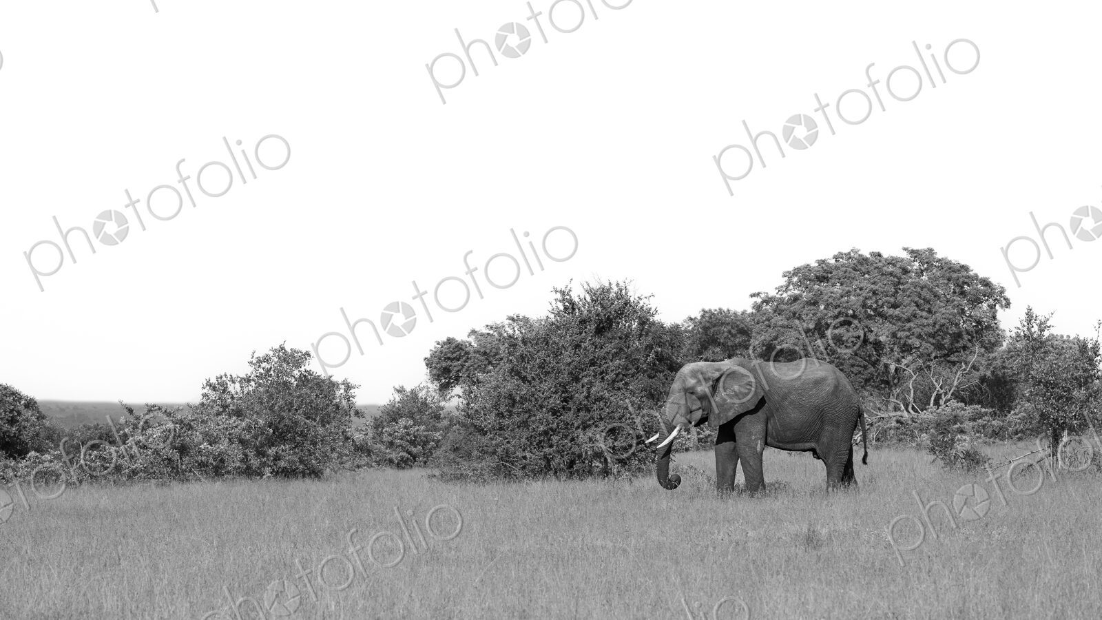 Elephant feeding in clearing, Loxodonta africana, black and white.