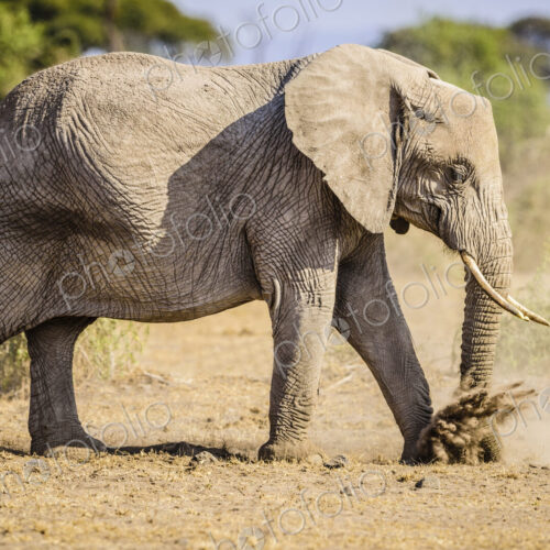 Elephant walking in sand Elephant walking in sand