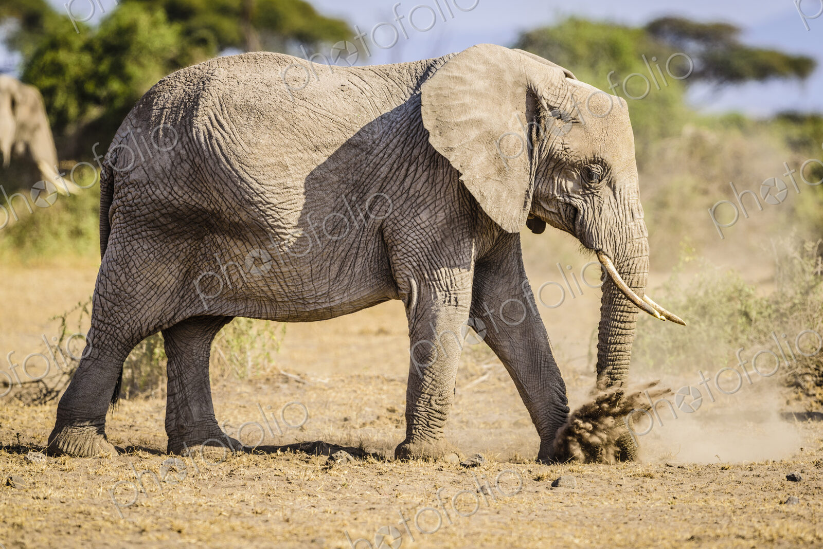 Elephant walking in sand