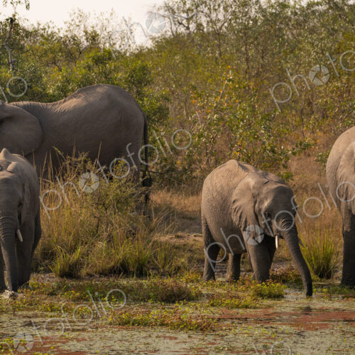 Elephants, Loxodonta africana, drinking at a waterhole.