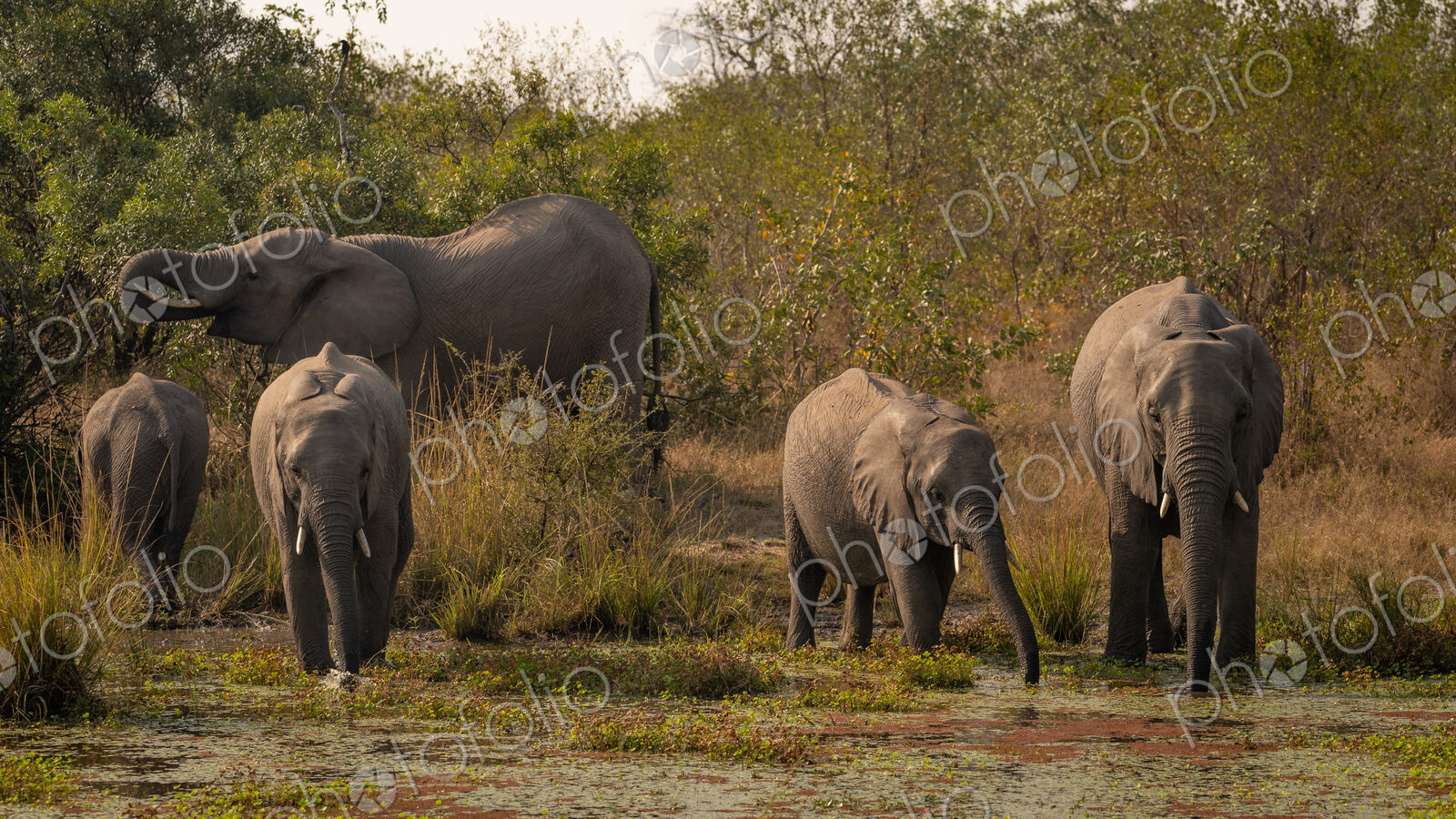 Elephants, Loxodonta africana, drinking at a waterhole.