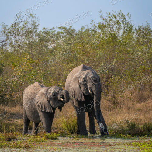 Elephants, Loxodonta africana, drinking at a waterhole.