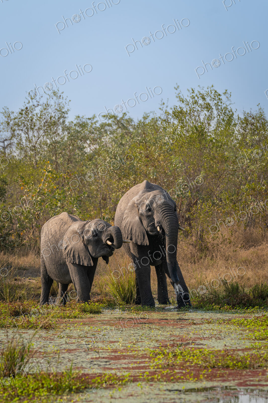 Elephants, Loxodonta africana, drinking at a waterhole.