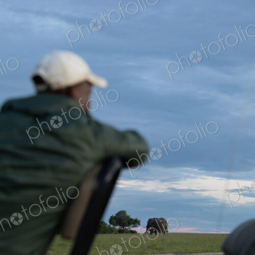 Elephants, Loxodonta africana, graze on grass while a tracker watches them. Elephants, Loxodonta africana, graze on grass while a tracker watches them.