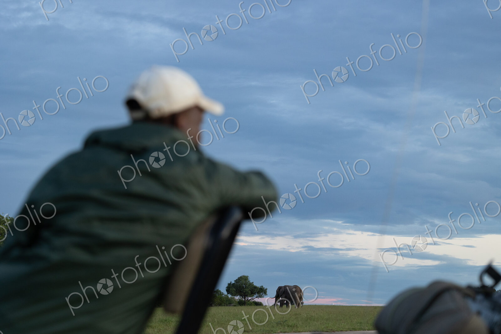 Elephants, Loxodonta africana, graze on grass while a tracker watches them.