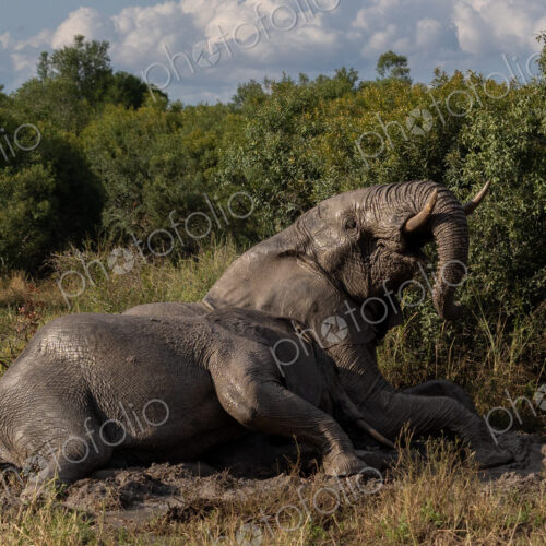 Elephants, Loxodonta africana, having a mud bath.