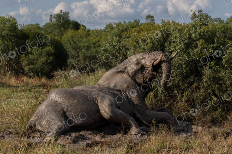 Elephants, Loxodonta africana, having a mud bath.
