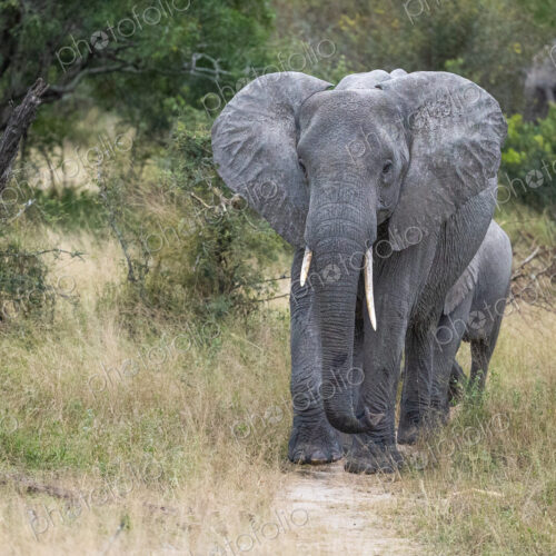 Elephants, Loxodonta africana, walking in a row. Elephants, Loxodonta africana, walking in a row.