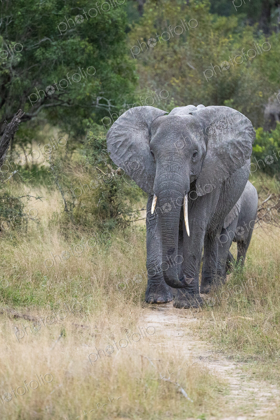 Elephants, Loxodonta africana, walking in a row.