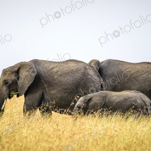 Elephants and calf walking in savanna Elephants and calf walking in savanna