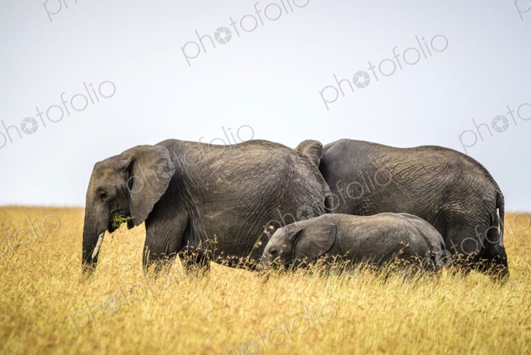 Elephants and calf walking in savanna