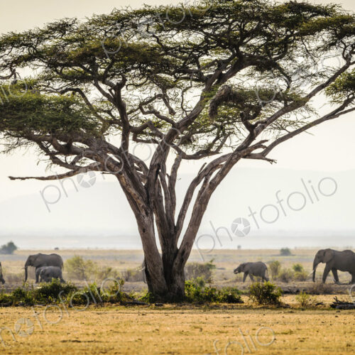Elephants under trees in savanna landscape Elephants under trees in savanna landscape