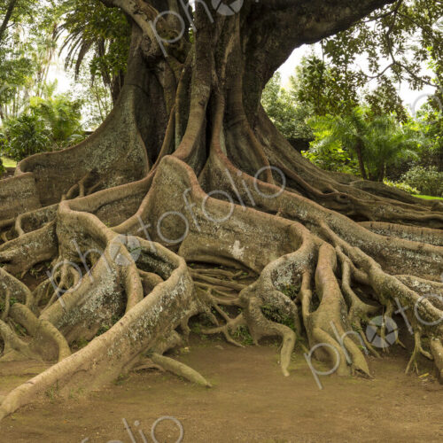 Elevated tree roots in park Elevated tree roots in park