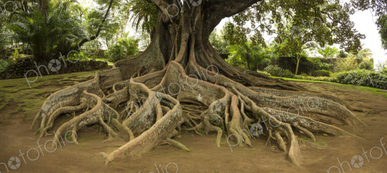Elevated tree roots in park