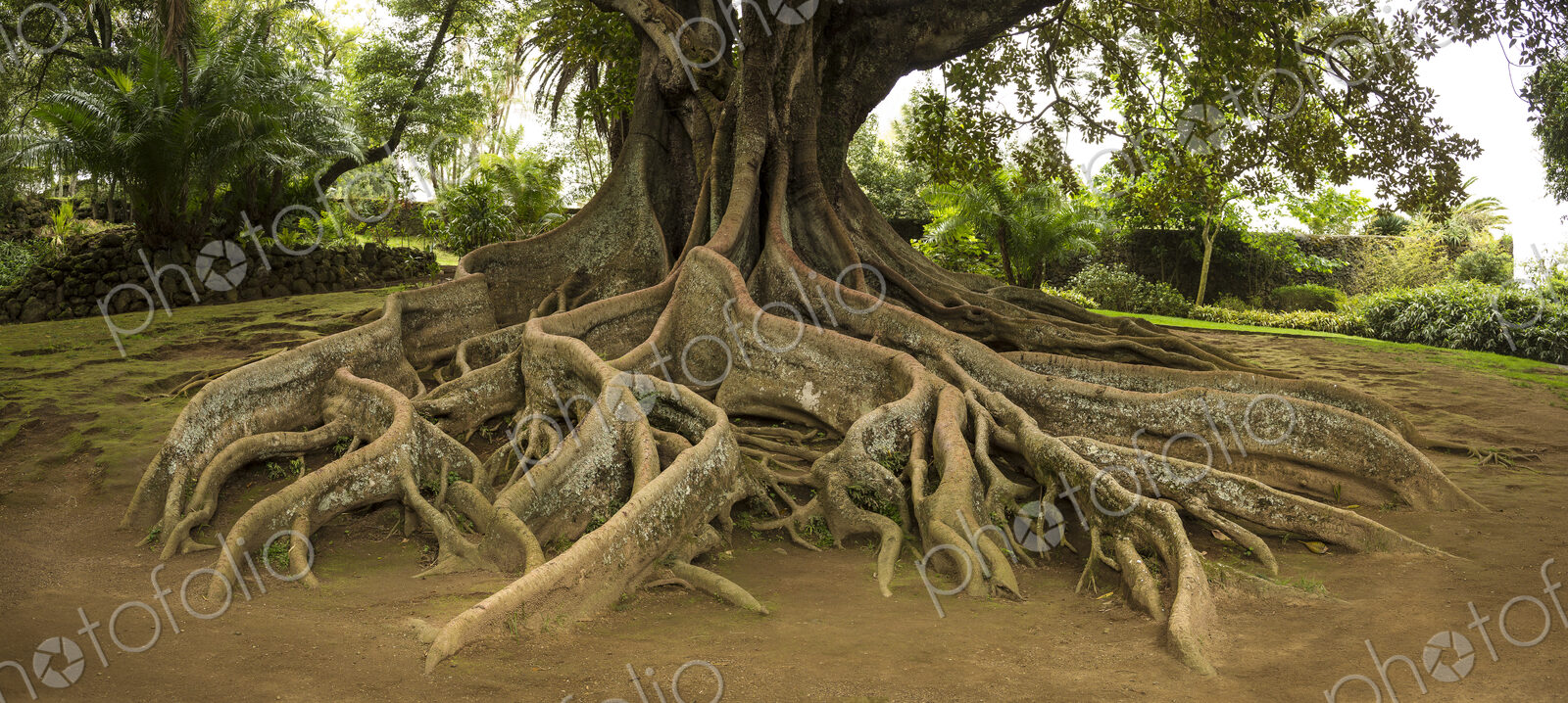 Elevated tree roots in park
