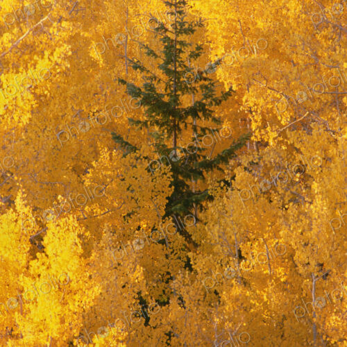 Elevated view over the tops of the aspen trees in the Dixie National Forest in autumn. Elevated view over the tops of the aspen trees in the Dixie National Forest in autumn.