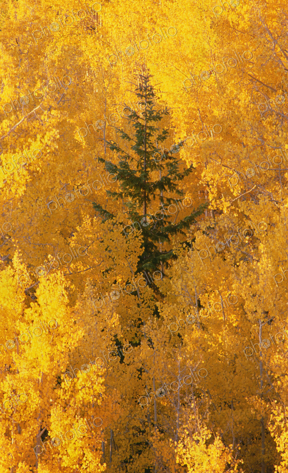 Elevated view over the tops of the aspen trees in the Dixie National Forest in autumn.