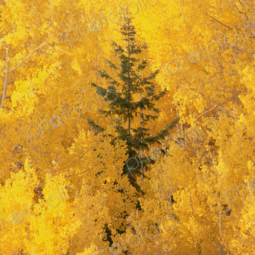 Elevated view over the tops of the aspen trees in the Dixie National Forest in autumn. Elevated view over the tops of the aspen trees in the Dixie National Forest in autumn.