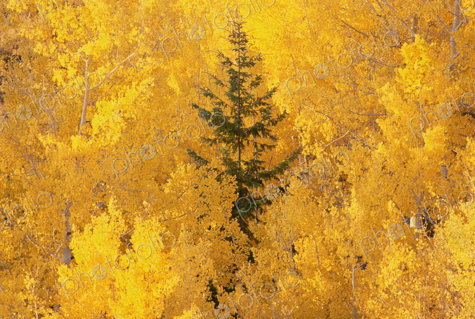 Elevated view over the tops of the aspen trees in the Dixie National Forest in autumn.