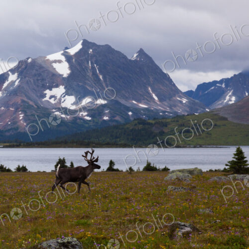 Elk, Jasper National Park, Alberta, Canada Elk, Jasper National Park, Alberta, Canada