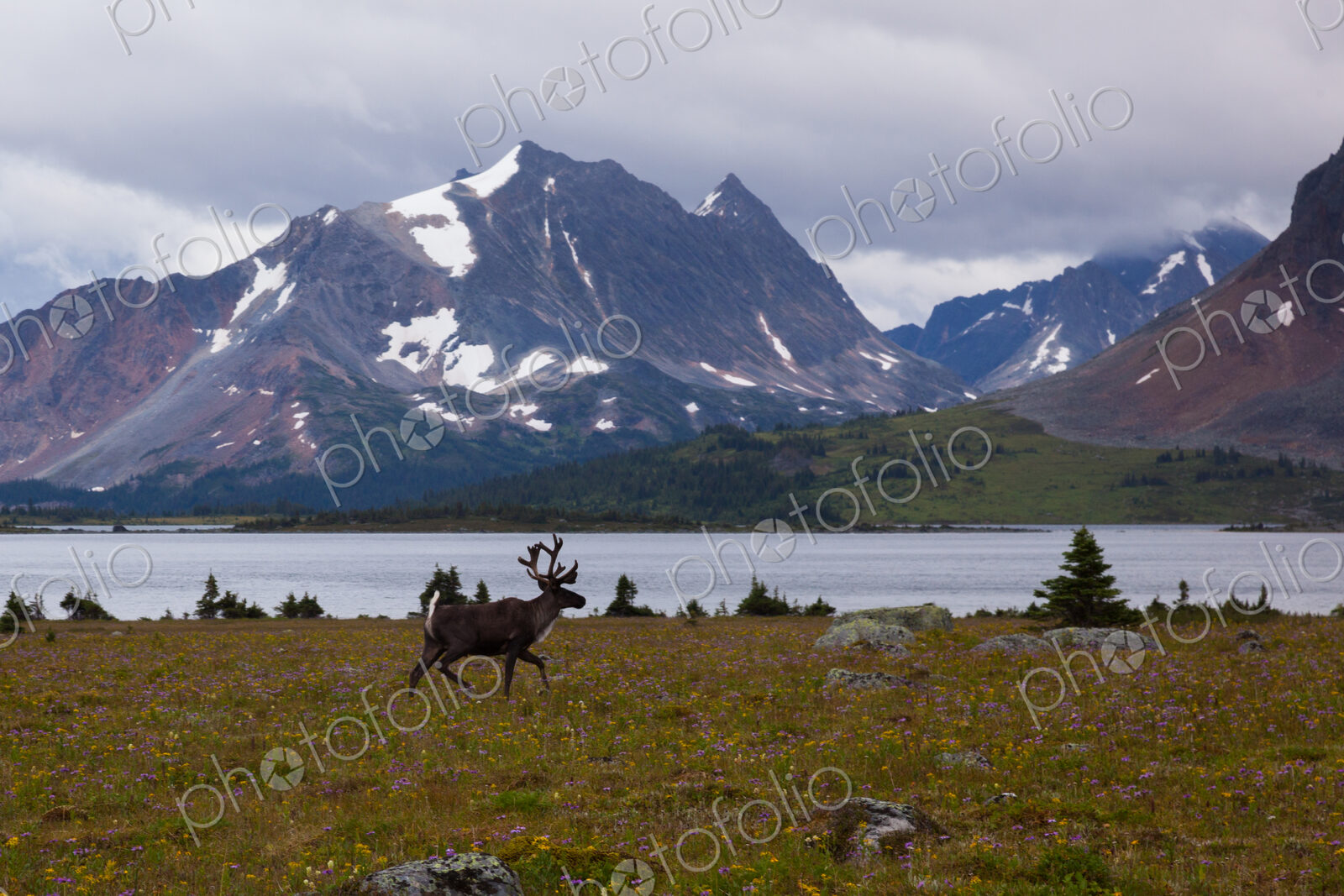 Elk, Jasper National Park, Alberta, Canada