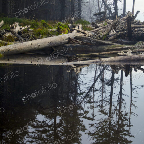 Ellen Creek, Rialto Beach, Olympic National Park, mirror reflections on the water surface. Ellen Creek, Rialto Beach, Olympic National Park, mirror reflections on the water surface.