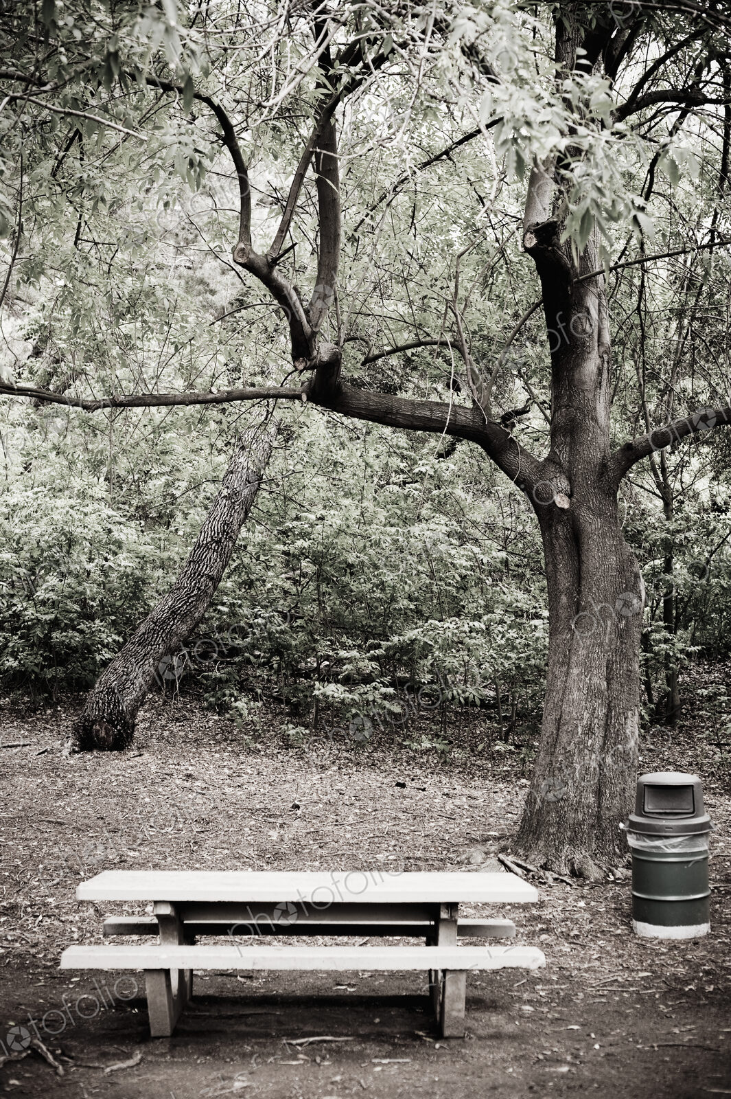 Empty Picnic Area