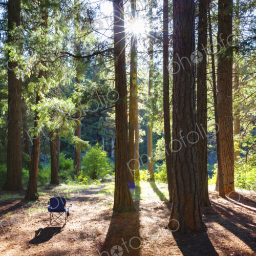 Empty chair in forest, sun shining through trunks.
