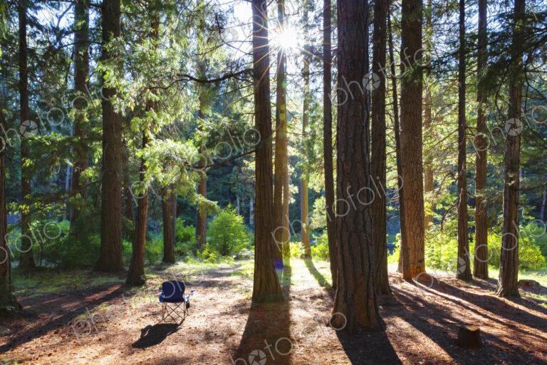 Empty chair in forest, sun shining through trunks.