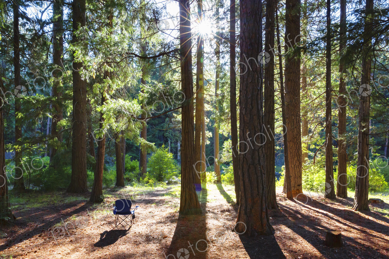 Empty chair in forest, sun shining through trunks.