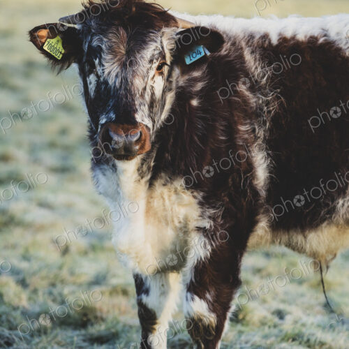 English Longhorn calf standing on a pasture, looking at camera. English Longhorn calf standing on a pasture, looking at camera.
