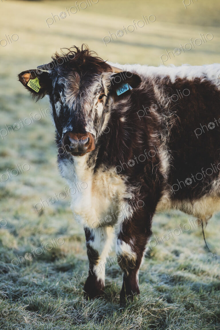 English Longhorn calf standing on a pasture, looking at camera.