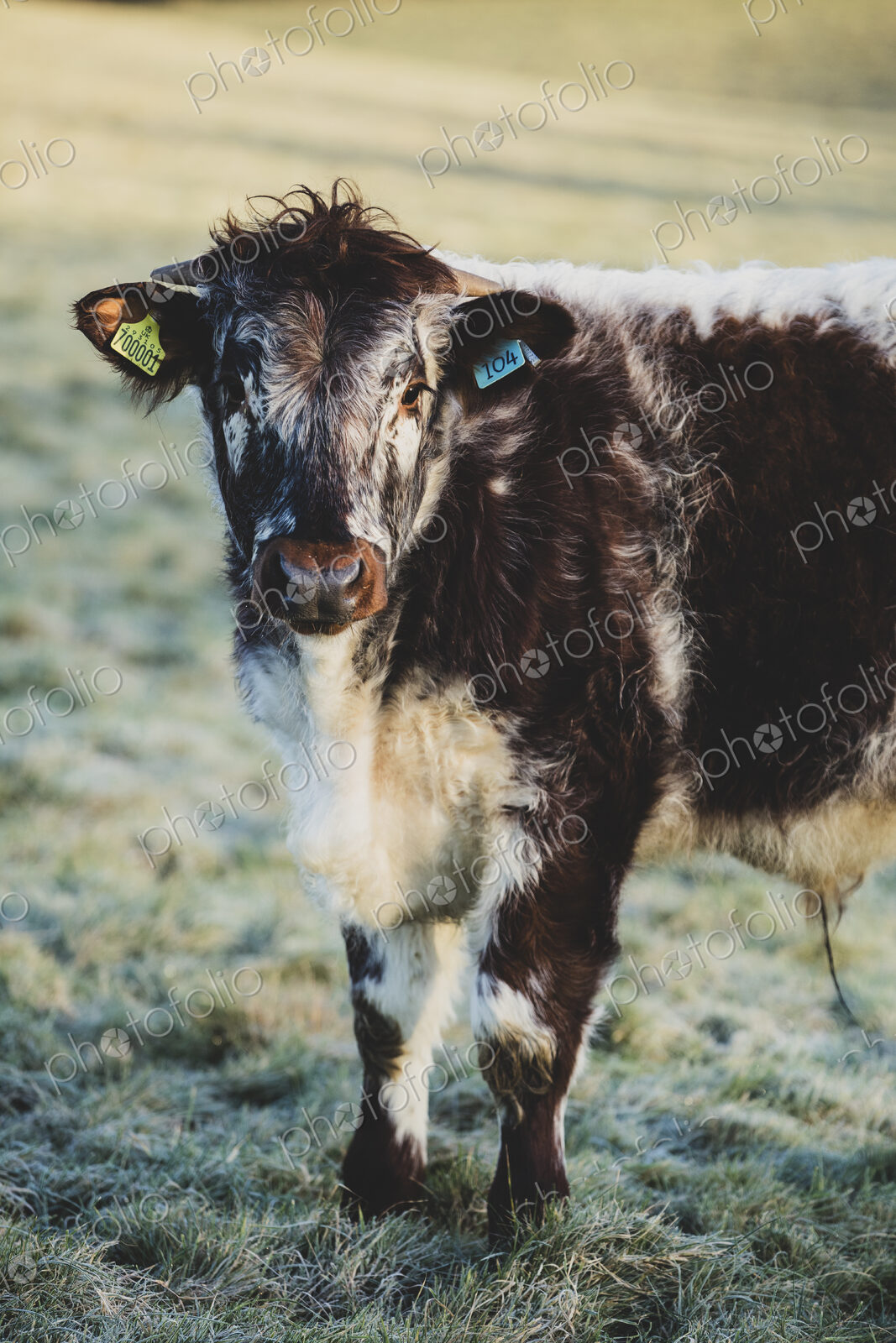 English Longhorn calf standing on a pasture, looking at camera.