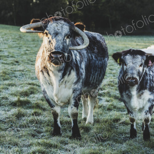 English Longhorn cow and calf standing on a pasture. English Longhorn cow and calf standing on a pasture.
