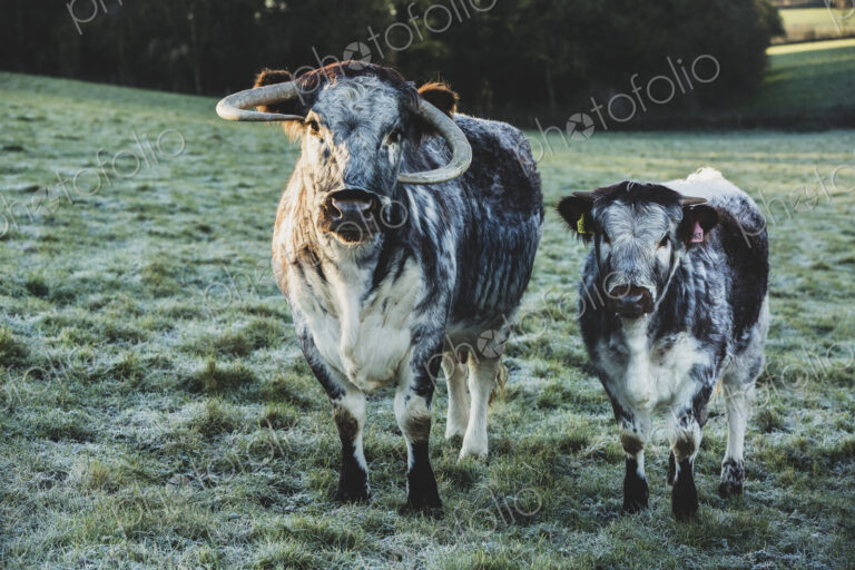 English Longhorn cow and calf standing on a pasture.