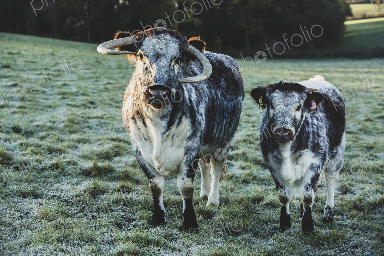 English Longhorn cow and calf standing on a pasture.
