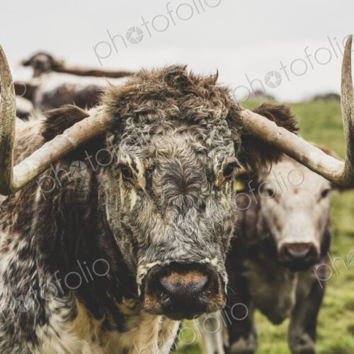 English Longhorn cow standing on a pasture, looking at camera. English Longhorn cow standing on a pasture, looking at camera.