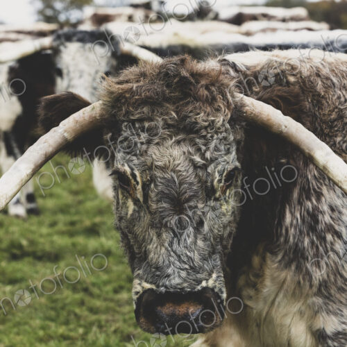 English Longhorn cow standing on a pasture, looking at camera.