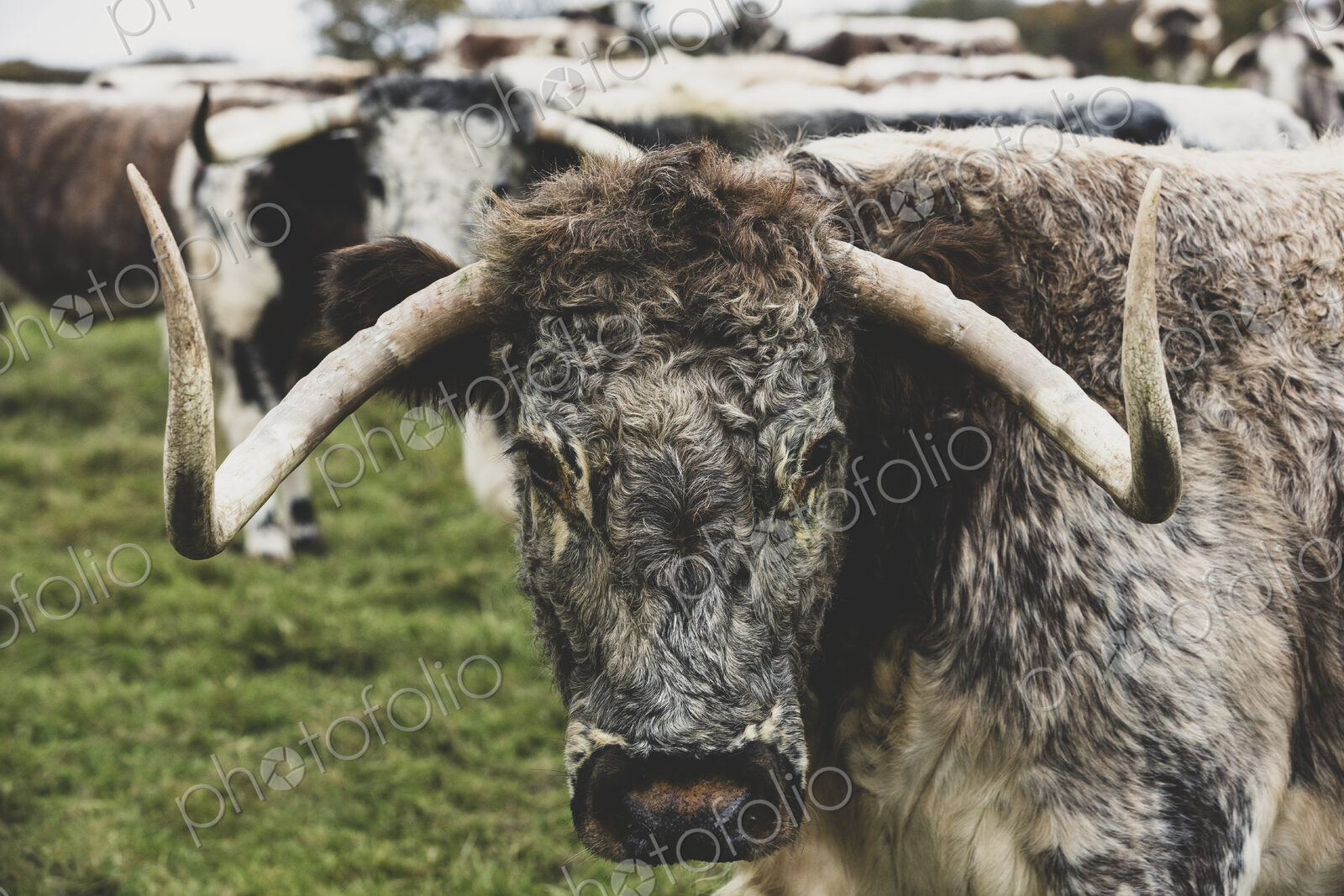 English Longhorn cow standing on a pasture, looking at camera.