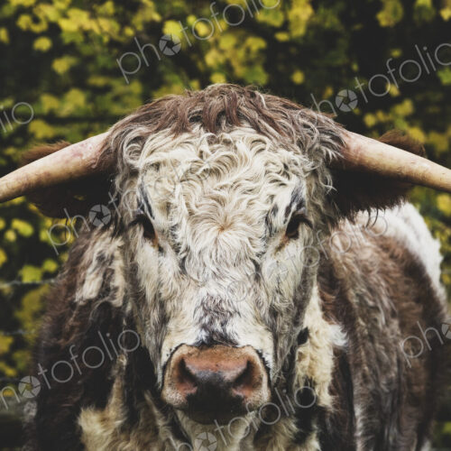English Longhorn cow standing on a pasture, looking at camera. English Longhorn cow standing on a pasture, looking at camera.