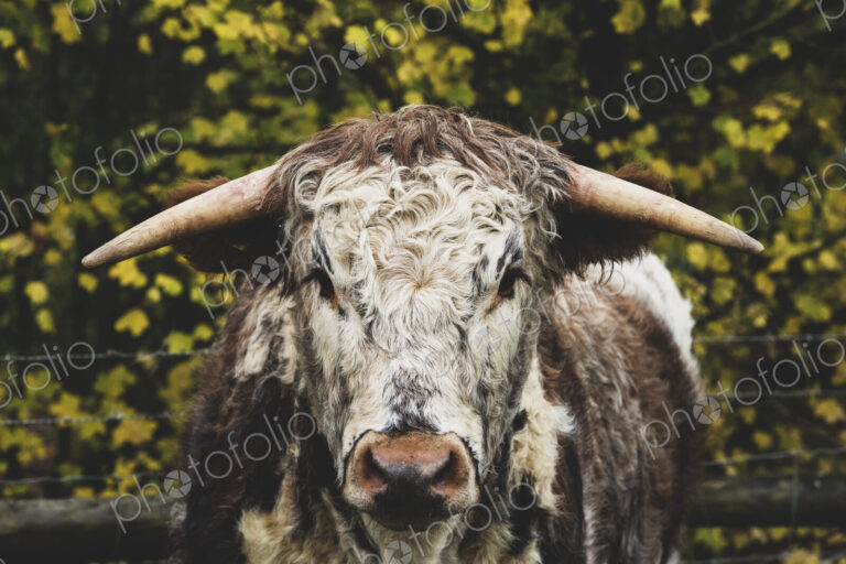 English Longhorn cow standing on a pasture, looking at camera.