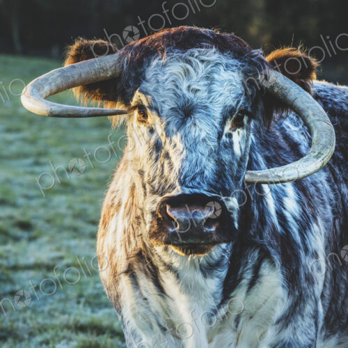 English Longhorn cow standing on a pasture, looking at camera. English Longhorn cow standing on a pasture, looking at camera.